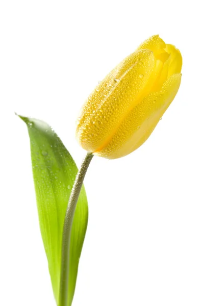 Tulipán amarillo con gotas de agua — Foto de Stock
