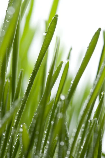 露を帯びた新鮮な草 — ストック写真