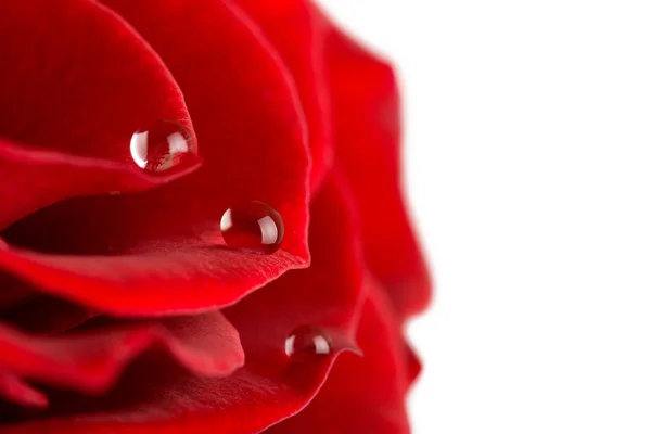 Kelopak mawar dengan tetes air — Stok Foto