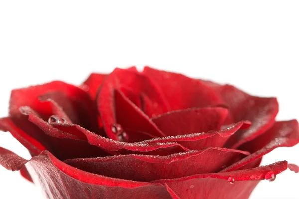 Rosenblätter mit Wassertropfen — Stockfoto
