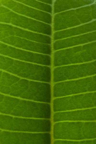 Spurge 葉のマクロ — ストック写真