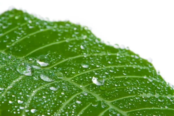 Macro of fresh leaf with water drops — Stock Photo, Image