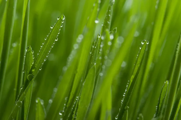 Macro of grass with dew — Stock Photo, Image