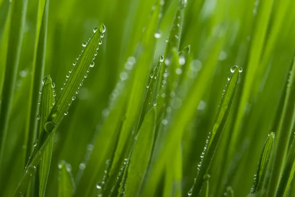 Macro de grama com orvalho — Fotografia de Stock