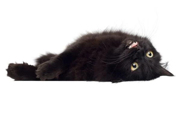 Gato preto deitado no branco — Fotografia de Stock
