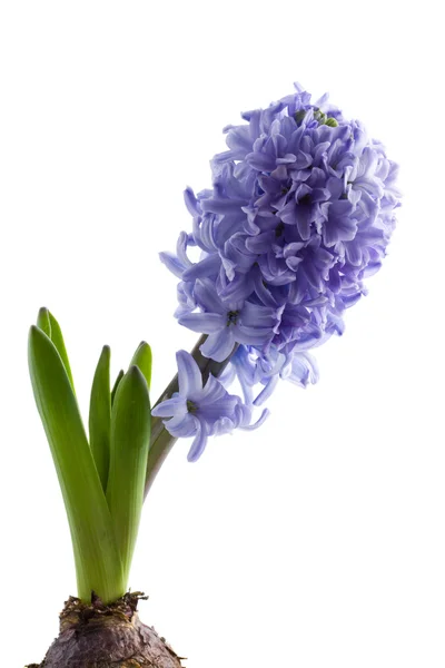 Hyacint, samostatný — Stock fotografie