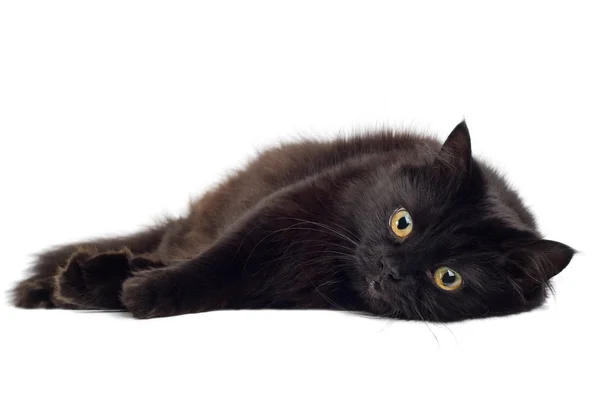 Gato preto deitado no branco — Fotografia de Stock