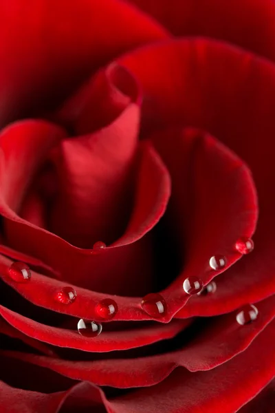 Makro aus Rosenblättern — Stockfoto