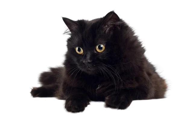 分離された黒い猫 — ストック写真