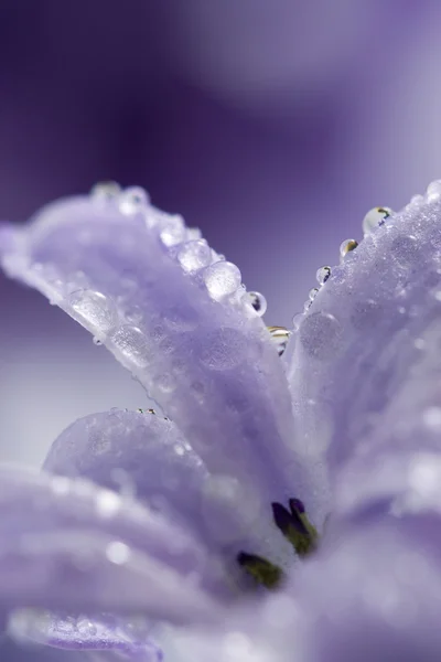 Hyacint lístky kapkami vody — Stock fotografie