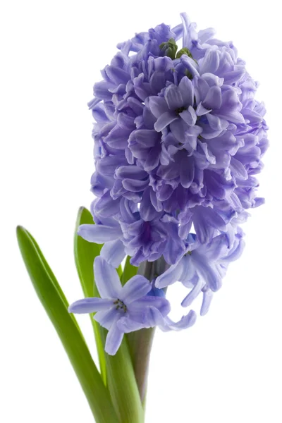 Hyacint, samostatný — Stock fotografie