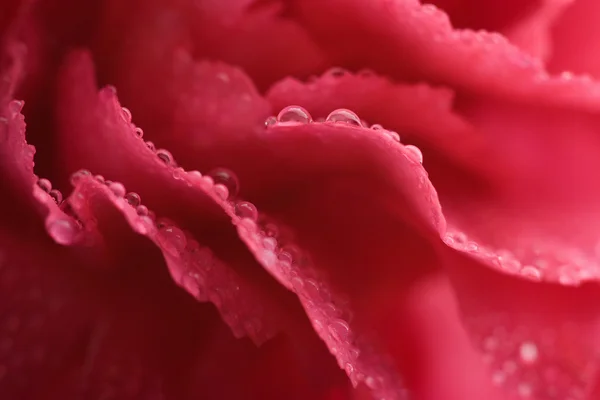 露を帯びたカーネーション花弁のマクロ — ストック写真