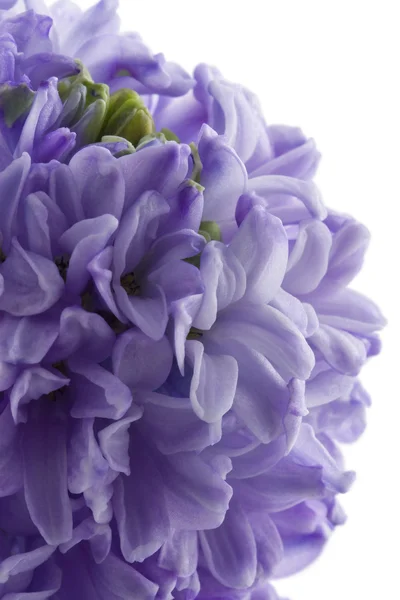 Hyacint bloem geïsoleerd — Stockfoto