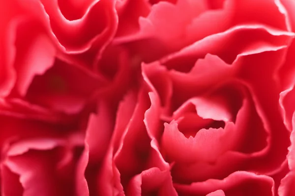 Macro of carnation petals — Stock Photo, Image