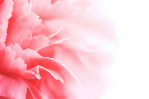 カーネーション花弁のマクロ — ストック写真