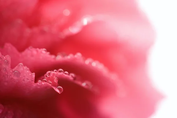 露を帯びたカーネーション花弁のマクロ — ストック写真