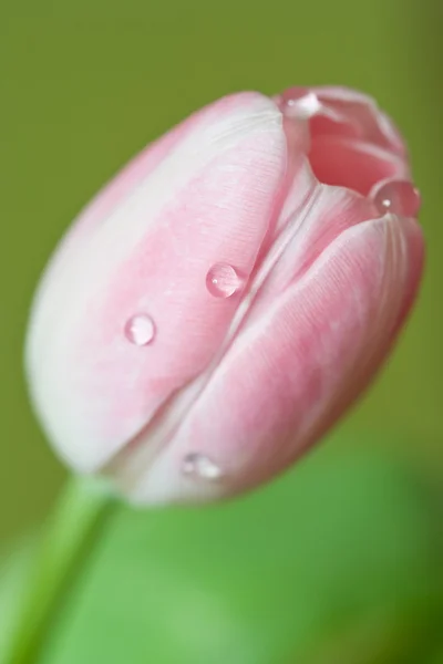 Tulipa rosa única — Fotografia de Stock