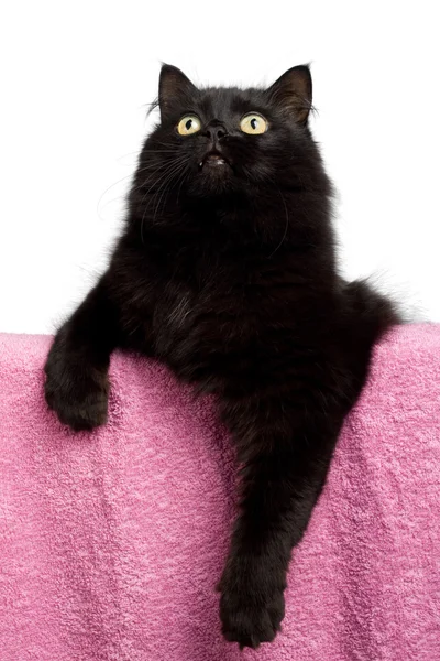 Černá kočka, samostatný — Stock fotografie