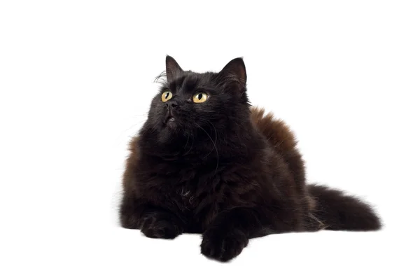 Kara kedi izole — Stok fotoğraf