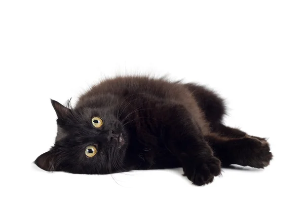Czarny kot na białym tle — Zdjęcie stockowe