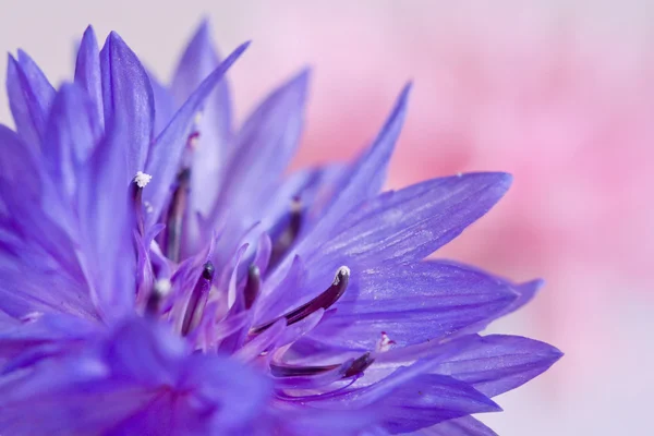 Макро-васильковый цветок — стоковое фото