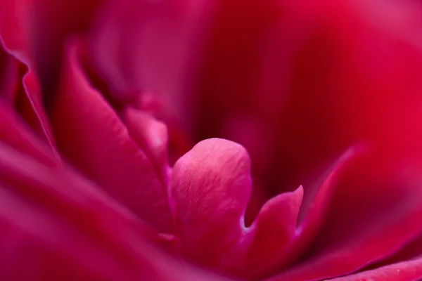 Макро из красной розы — стоковое фото