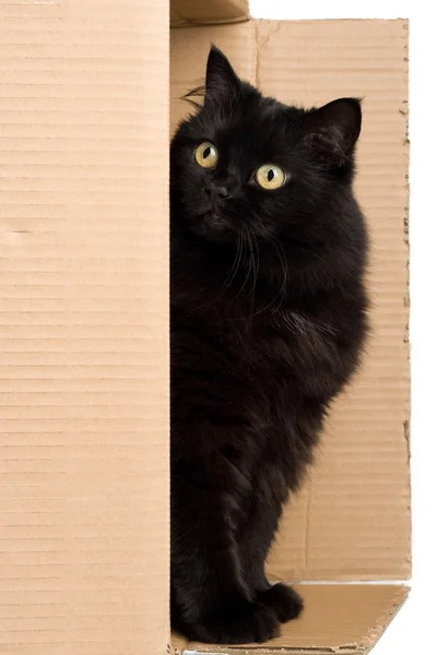 Zwarte kat in vak — Stockfoto