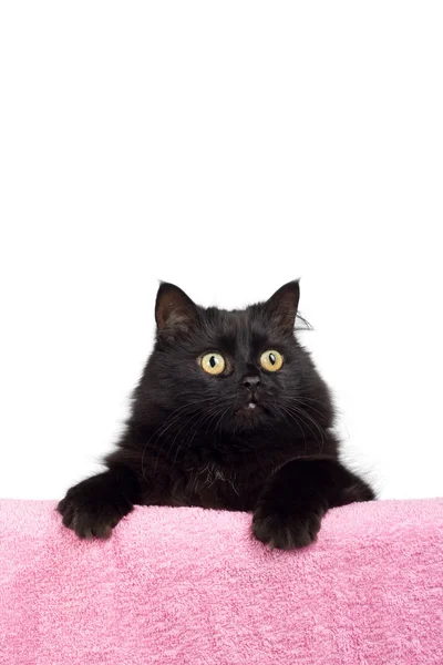 Czarny kot na białym tle — Zdjęcie stockowe