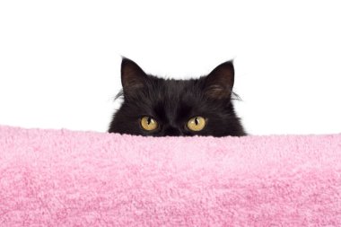 Hiding black cat clipart