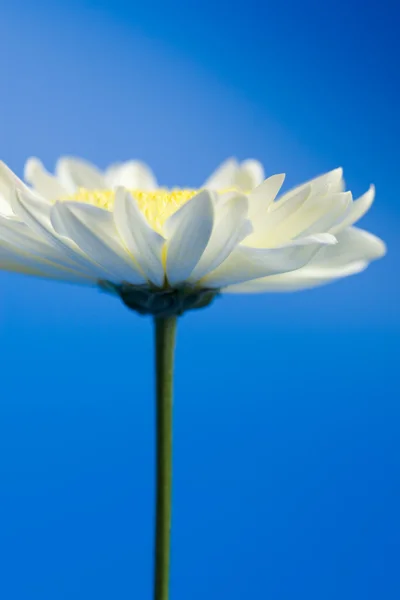 Egyetlen daisy az égen — Stock Fotó