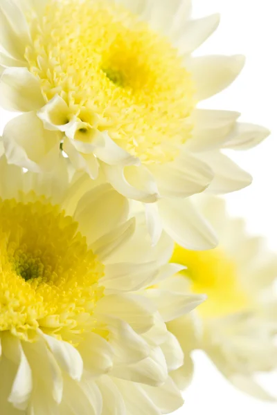Хризантеми, ізольовані — стокове фото