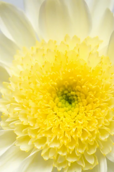White and yellow chrysanthemum — Stock Photo, Image