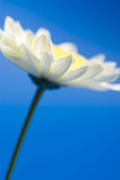 在天空中的雏菊 — 图库照片