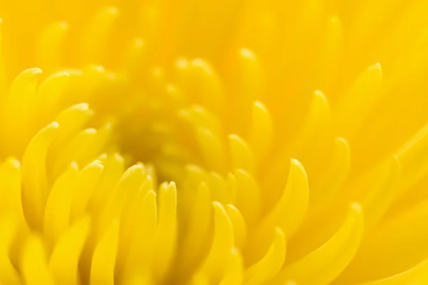 Жовта Хризантема — стокове фото
