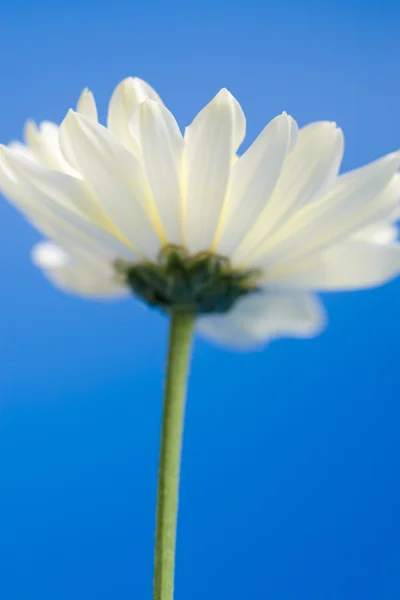 Fehér daisy az égen — Stock Fotó