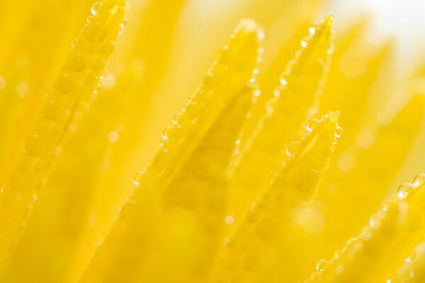 Yellow chrysanthemum with water drops