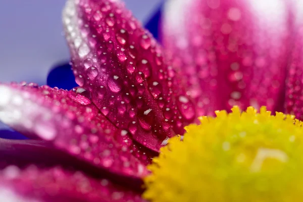 Macro of daisy petals — Stock Photo, Image