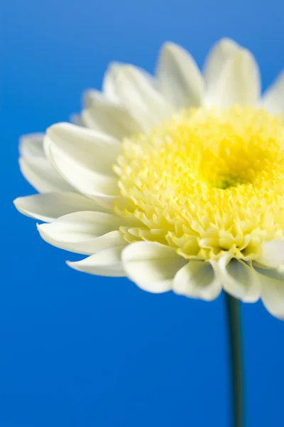 White and yellow daisy — Stock Photo, Image