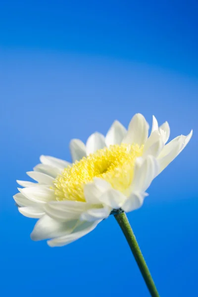 White daisy in the sky — Stock Photo, Image
