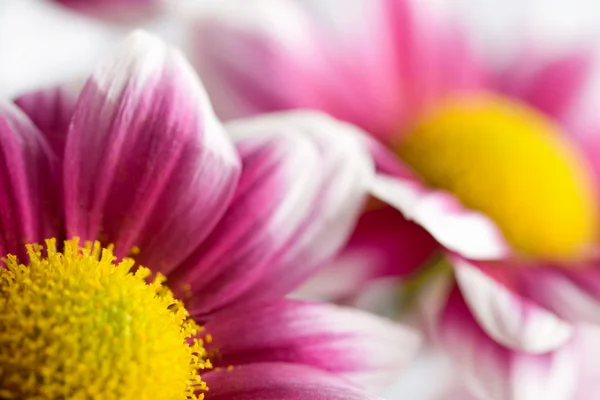 Macro of colorful daisies — Stock Photo, Image