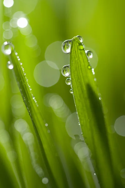 Gras met waterdruppels — Stockfoto