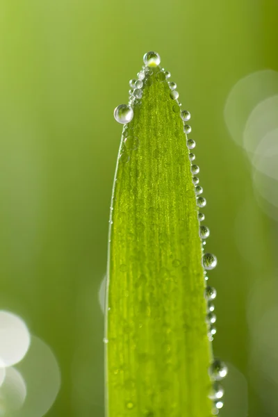 Macro of wet leaf — Stock Photo, Image
