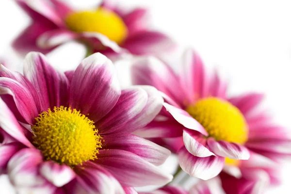 Colorful daisies isolated — Stock Photo, Image
