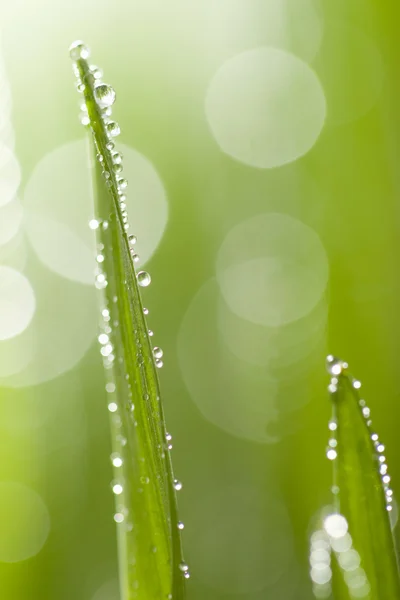 濡れた草のマクロ — ストック写真