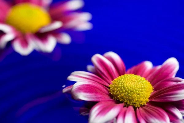 Colorful daisies in water — Stock Photo, Image