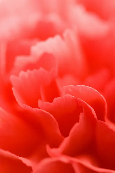 Macro of red carnation — Stock Photo, Image