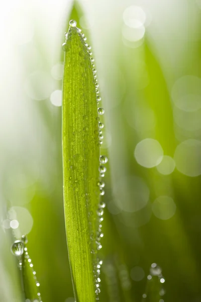 Islak çimen — Stok fotoğraf