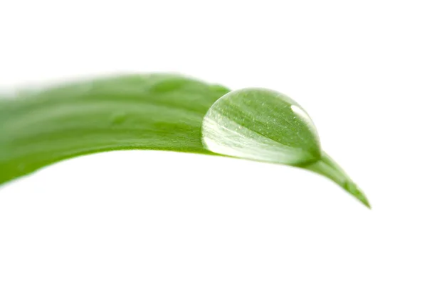 Waterdruppel op een blad — Stockfoto