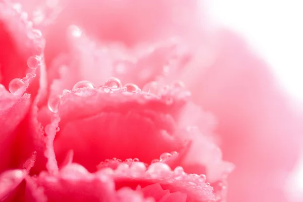 抽象的なカーネーション花弁 — ストック写真