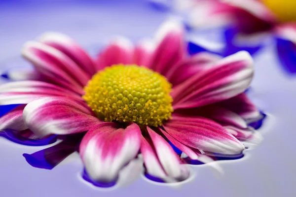Daisies in water — Stock Photo, Image